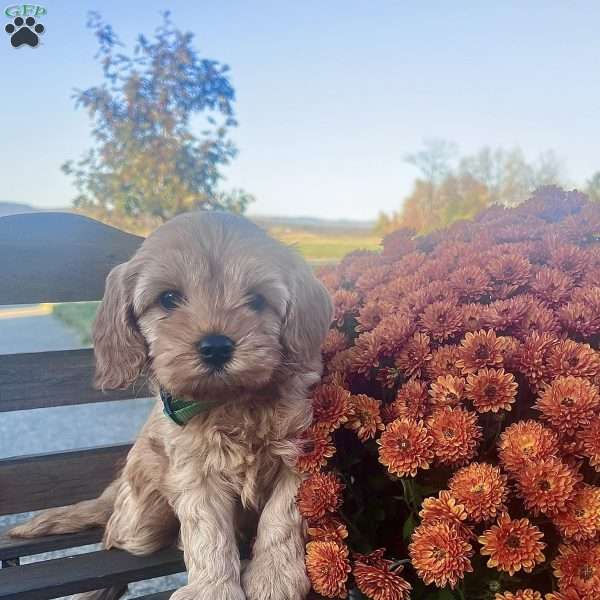 Clove, Cavapoo Puppy